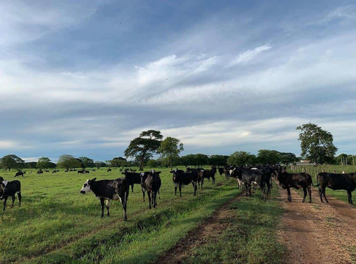 Imagen 18 de 19 de Finca Agropecuaria En Guárico Con Pista De Aterrizaje