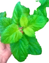 Comprar Melissa Menta Toronjil Limón Vivero Orgánico Cielo Verde
