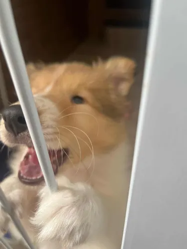 Rough Collie