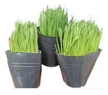 Comprar 3 Pasto De Gato, Hierba Gatuna, Gatera, Mascotas, Isiflor