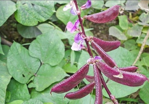 Semillas Agroecologicas De Chaucha Chala Rosada Naturales