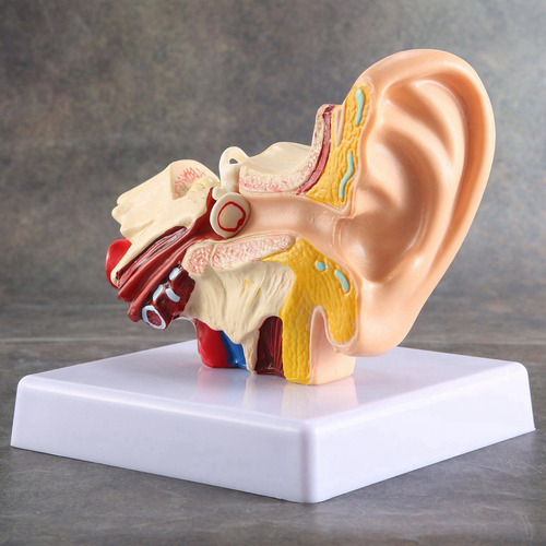 Modelo De Anatomía Del Oído Humano Queenly-1.5x - Escritorio