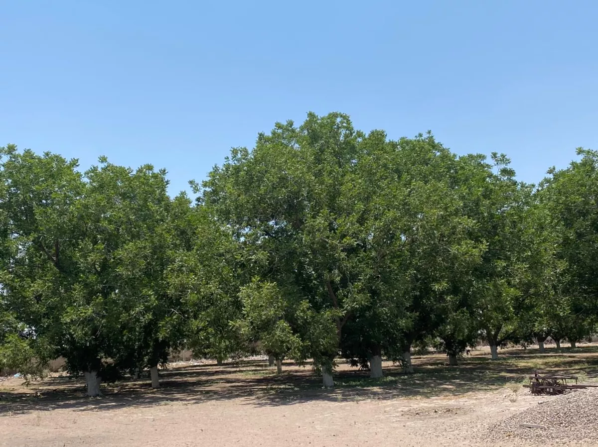 Finca- Rancho En Venta , Coyote, Matamoros, Coahuila