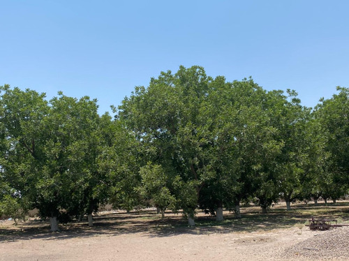 Finca- Rancho En Venta , Coyote, Matamoros, Coahuila