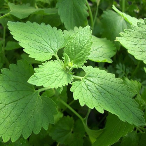 Catnip Seeds ¿ Semillas De Catnip Orgánicas Sin Ogm (más De