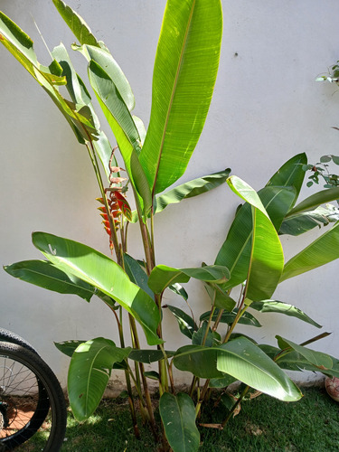 Heliconia Rostrata (2 Risomas) Vermelho