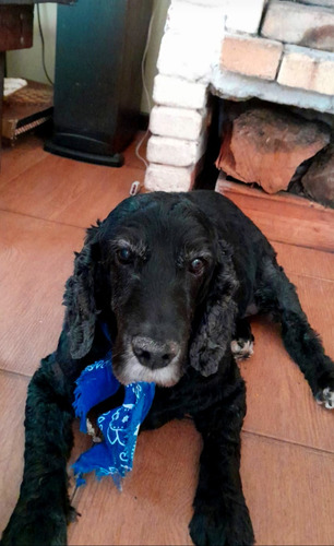 Cuidado De Perros, Guardería, Pensionado, Hotel