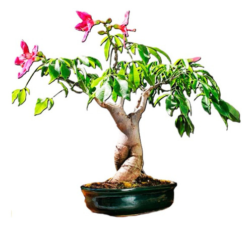 Kit Para Sembrar 15  Arbol Bonsai Palo Borracho