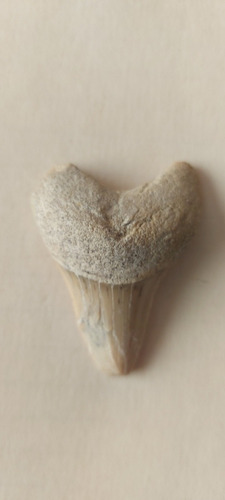 Diente Fósil De Tiburón Shark Tooth (Usado)