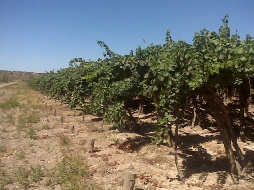 Imagen 17 de 20 de 41 Ha Ruta 15 (zona Bodegas)