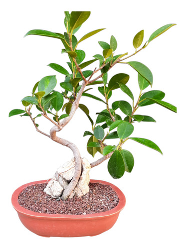 Bonsai Ficus (fotos Actuales)