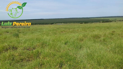 Imagem 2 de 4 de Fazenda À Venda Em Santa Rita Do Pardo- Ms-de 1.995 Hectares-dupla Aptidão - 1773