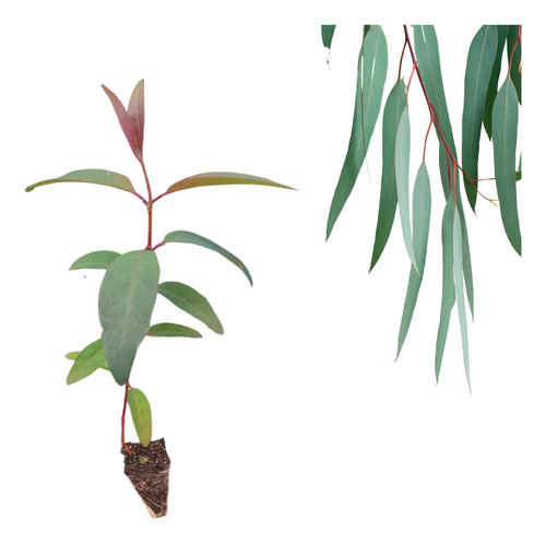 Mudas De Eucalipto Urophylla - Eucalyptus Urophylla - 50 Un