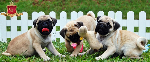 Filhotes De Pug