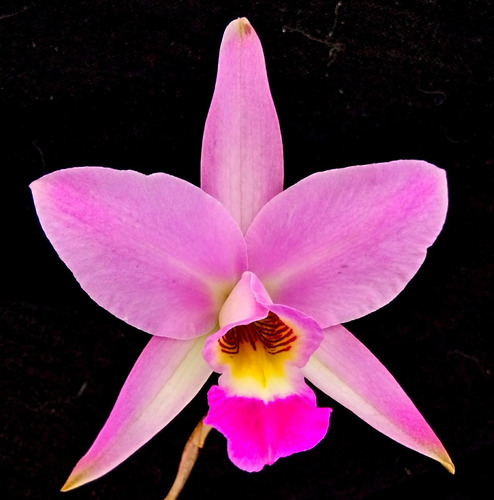 Laelia Anceps Boa Forma - Corte Adulto Enraizado