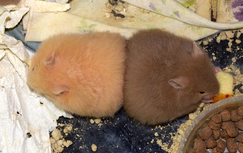 Hamster Sírio De Pelúcia - Filhotes Fofos