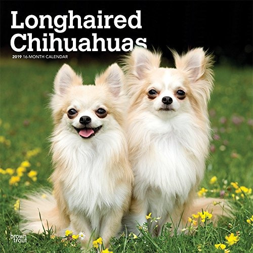 Chihuahuas De Pelo Largo 2019 12 X 12 Pulgadas Mensual Calen