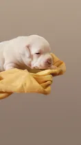 Comprar Staffordshire Bull Terrier Excelente Pedigree