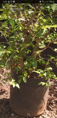 Muda De Jabuticabeira Grande Produzindo. Qualidade Bonsai Jr