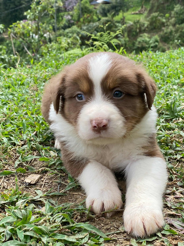 Border Collie De Criadero Kanis