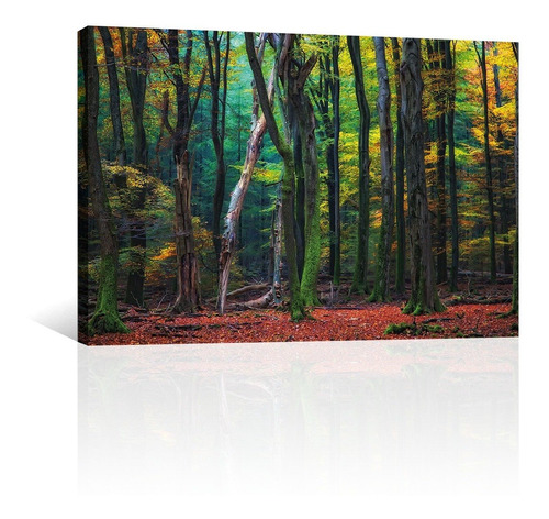 Cuadro Decorativo Naturaleza Canvas Bosque De Arboles Densos