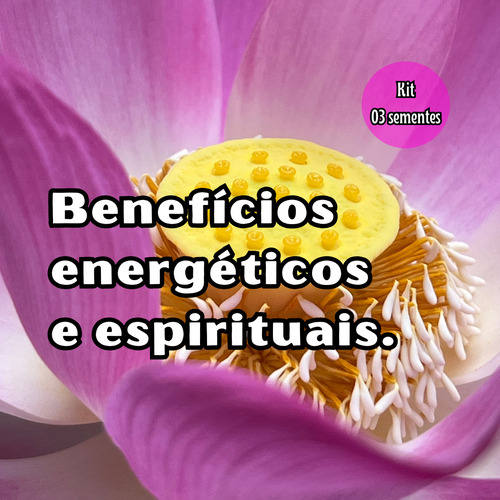 3 Sementes Flor De Lótus Sagrada Rosa Nelumbo Nucifera
