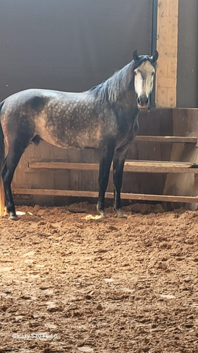 Cavalo Lusitano