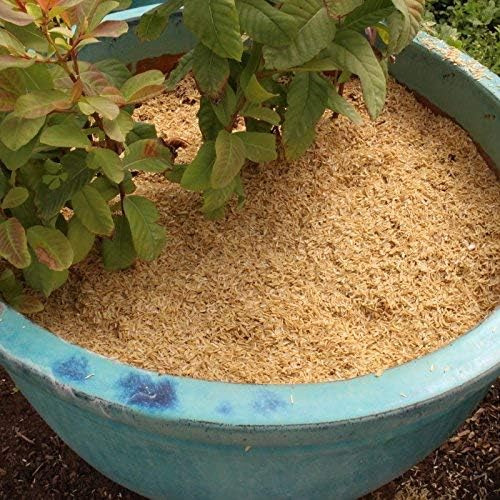 Cascos De Arroz - Uso Orgánico - 3 Libras - Plantas De Inter