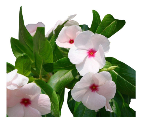 Vinca De Mandagascar 2 Mudas + Brinde