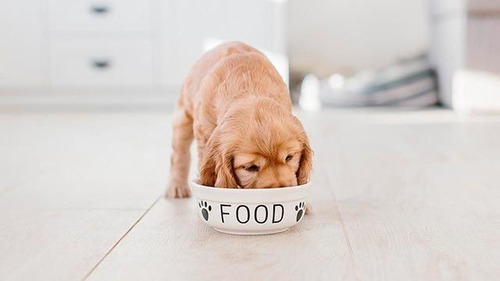 Alimento Perro Kirkland Puppy Arroz,pollo Y Vegetales 9.07kg