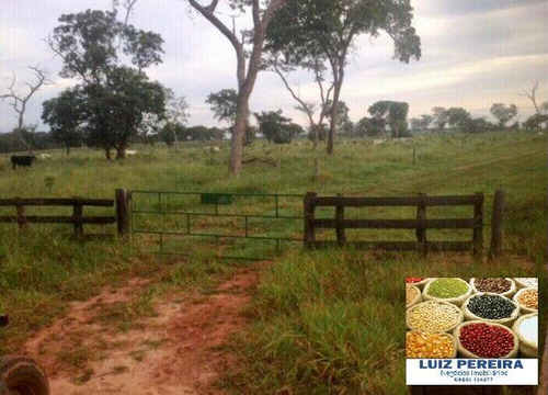 Imagem 7 de 7 de Fazenda À Venda Em Campo Grande - Ms - De 890 Hectares (dupla Aptidão) - 1698