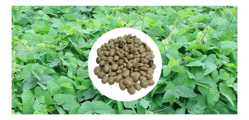 Mucuna Cinza - 10kg De Sementes/ Adubação Verde