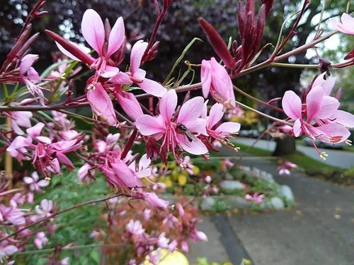 Gaura Rosada Flor Planta Ornamental Macetero