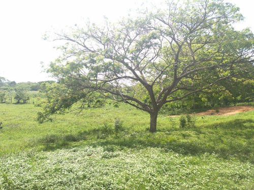 Imagen 15 de 17 de Finca En Venta Ubicada En San Jose De Sanare Estado Falcon.