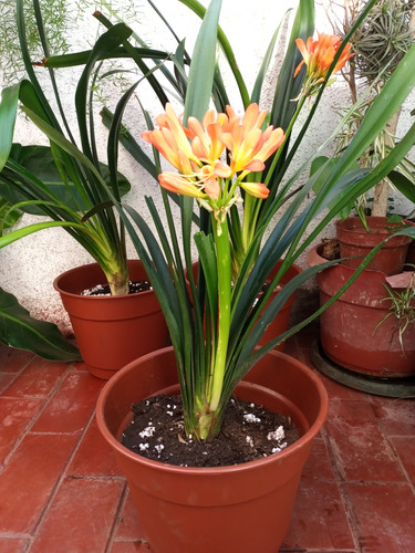 Planta Clivia Minata Con Flor Naranja Solo Retiro Vitacura 