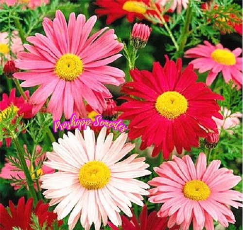 400 Sementes Da Flor Piretro Hibrido Mix Parece Margarida