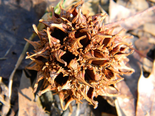 Garra Do Diabo 30 Gr Erva Seca Para Chá