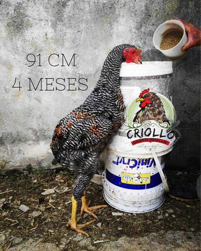 Huevos Fértiles Gallinas Criollas Gigantes