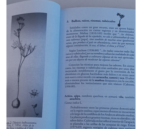 Especies Botanicas Consumidas Por Los Chilenos Prehispanicos
