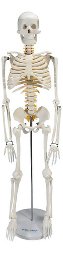 Esqueleto Humano De 85 Cm Com Ramos Nervosos E Base