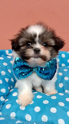 Shitzu Shihtzu Los Cachorros Mas Bonitos Miralos