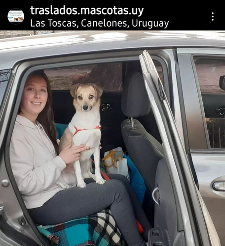 Imagen 3 de 5 de Traslado De Mascotitasypersonas Ig: Traslados.mascotas.uy