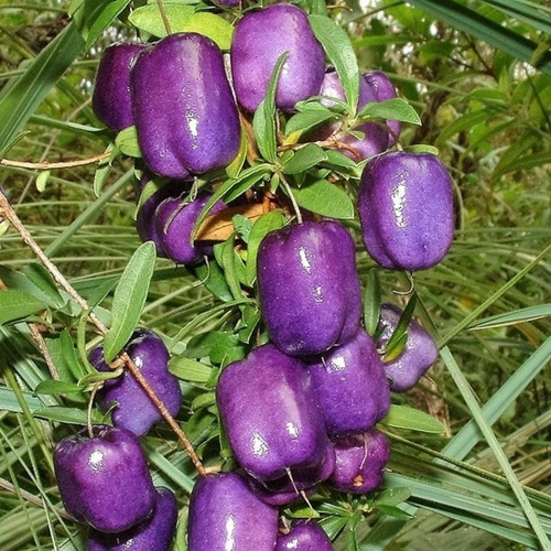 Manzana Morada De Agua