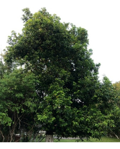 Zapote Negro, Diospyros Nigra, Mp