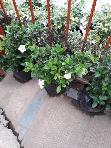 Plantas De Gardenia Un Paquete De 10 Con Envío 