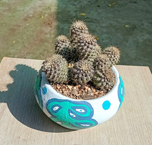 Maceta Cactus Copiapoa Humilis