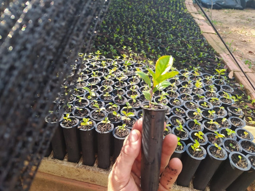 Sementes De Erva Mate 100% Nativa Ilex Paraguariense 1kg