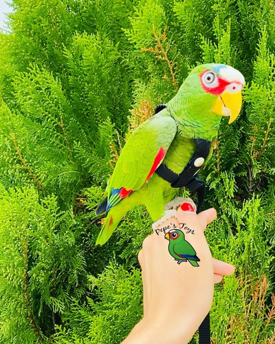 Arnés Para Loros, Aves Medianas, Pechera,correa.pepe S Toys.