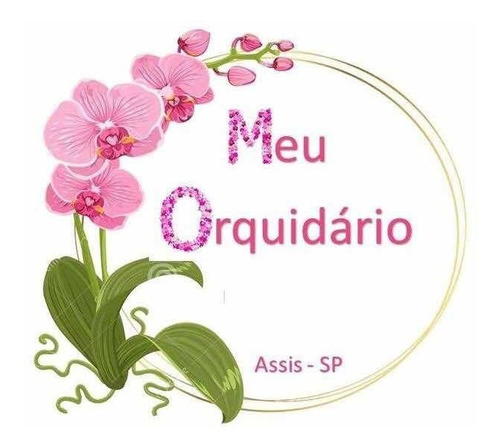 Orquidea Wilsonara Ouro Arvore Brasil * Adulta * | Parcelamento sem juros