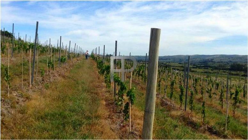 Imagen 7 de 7 de Campo En Venta Pueblo Edén 40 Hectáreas